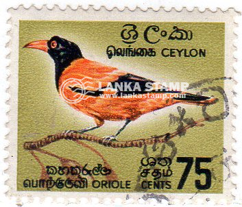 Black Headed Oriole (Kaha Kurulla) Birds of Ceylon -Series o